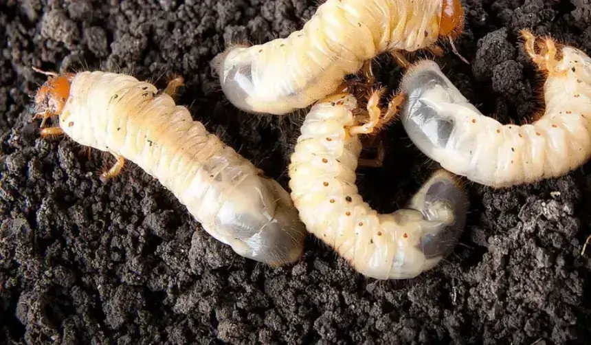 Beaubassil para el control biológico de insectos plaga